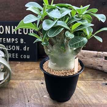 Amazon｜アデニウム アラビカム 塊根植物 蛸足 観葉植物｜観葉